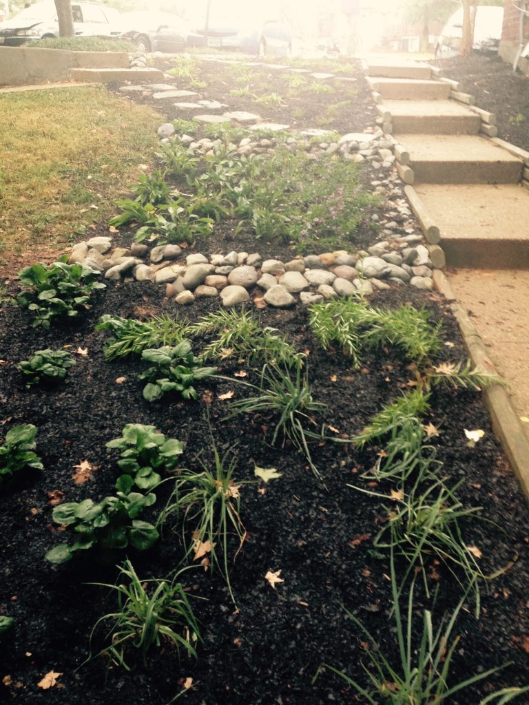 Newly installed landscaping with native plants