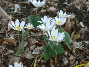 White flowers with yellow centers and notched leaves growing in the leaf litter.