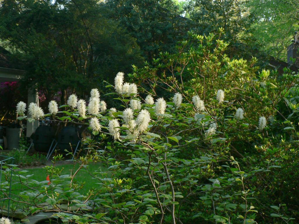 A Button bush with white fluffy blooms